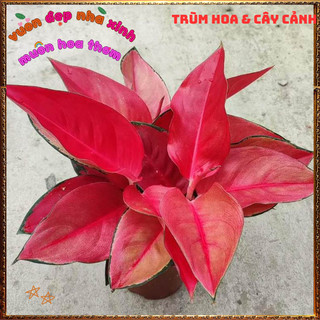 Chậu Cây VẠN LỘC SON trồng trong nhà lọc không khí mang đến may mắn️📬Làng Hoa Sa Đéc