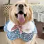 Yếm 2026 Phong Cách Mới Nước Bọt Cánh Hoa Thú Cưng Yếm Khăn Chó Lớn Golden Retriever Chó Trang Sức Dễ Thương