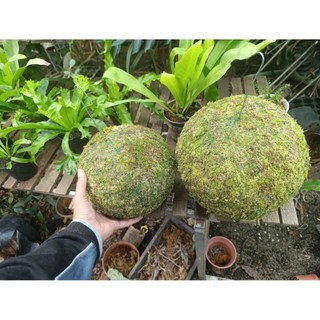 ... quả cầu Kekodama đặc, rêu xanh có thể tái sinh khi đủ ẩm và nắng .
