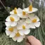 Hoa Khô Tím Nhỏ Hoa Cúc Cửa Hàng Hoa Sắp Xếp Hoa Handmade Tự Làm Chất Liệu Bó Nhỏ Bao Bì Phụ Kiện Trang Trí Cảm Giác Cao Cấp