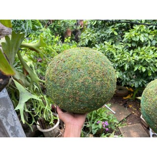 ... quả cầu Kekodama đặc, rêu xanh có thể tái sinh khi đủ ẩm và nắng .