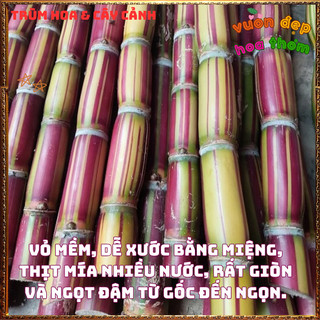 Mía Sọc HAWAII Ngọt Giòn Mềm Màu Sắc Rất Đẹp Thân To Lóng Dài 📒 Siêu Thị Hoa Và Cây Giống