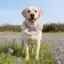 2026 Xuân Hè Phong Cách Mới Khăn Yếm Nhỏ Vừa Chó Lớn Labrador Husky Samo Golden Retriever Yếm
