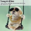 Khánh Treo Gương Thú Cưng Chó Đu Xích Đu Đáng Yêu Trang Trí Gương Chiếu Hậu Xe Ô Tô