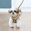 Dây đi bộ cho chó Lưới thoáng khí Teddy Pomeranian