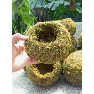 .. Quả cầu rêu Kokedama(ảnh thật tự chụp) làm chậu trồng cây, chậu bay, chậu treo .