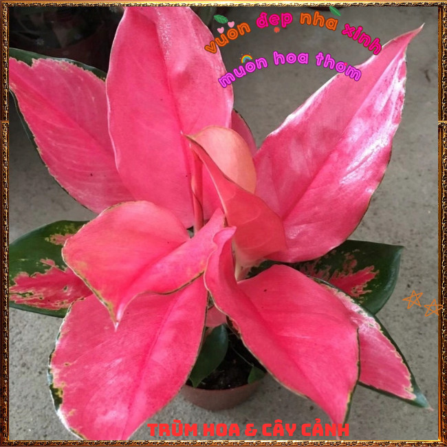 Chậu Cây VẠN LỘC HỒNG trồng trong nhà lọc không khí mang đến may mắn️📩Hoa Mười Giờ Bonsai & Phụ Kiện