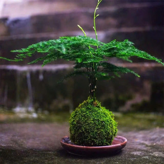 ... Cầu rêu kokedama size 15cm .