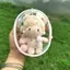 JCSYFAC Túi trưng bày búp bê PVC trong suốt 10cm, hộp đựng bảo quản cho búp bê anime, cartoon