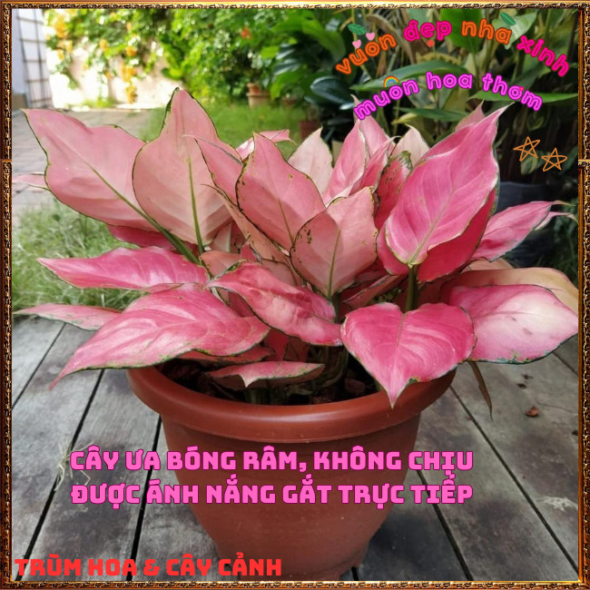 Chậu Cây VẠN LỘC HỒNG trồng trong nhà lọc không khí mang đến may mắn️📩Hoa Mười Giờ Bonsai & Phụ Kiện