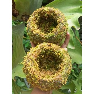 .. Quả cầu rêu Kokedama(ảnh thật tự chụp) làm chậu trồng cây, chậu bay, chậu treo .
