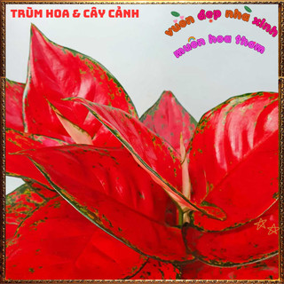 Chậu Cây VẠN LỘC ĐỎ SON trồng trong mát làm tiểu cảnh xinh lọc không khí tốt 📕 Siêu Thị Hoa Và Cây Giống