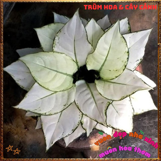 Chậu Cây VẠN LỘC TRẮNG trồng trong nhà lọc không khí mang đến may mắn️📜Hoa Giống Mới Siêu Đẹp, Dễ Trồng
