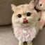 Thú Cưng Dễ Thương Nước Bọt Khăn Mèo Yếm Chó Khăn Chó Con Yếm Thỏ Nơ Ren Bichon Muppets