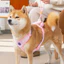 Dây kéo cho chó Nhỏ cỡ vừa Chó chống cháy nổ Đấm dễ thương Dây đeo ngực nhẹ Corgi Bichon Vest Phong cách Chó đi bộ