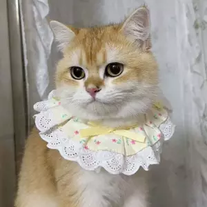 Yếm Thú Cưng Hoa Nơ Ren Nước Bọt Khăn Mèo Yếm Chó Yếm Thú Cưng Bichon Phụ Kiện