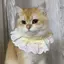 Yếm Thú Cưng Hoa Nơ Ren Nước Bọt Khăn Mèo Yếm Chó Yếm Thú Cưng Bichon Phụ Kiện