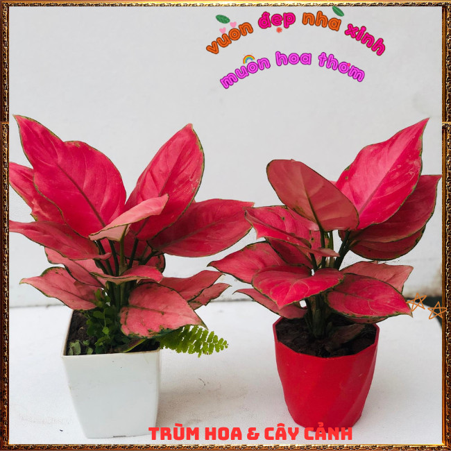 Chậu Cây VẠN LỘC SON trồng trong nhà lọc không khí mang đến may mắn️📩Hoa Mười Giờ Bonsai & Phụ Kiện