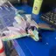 HFTOY Lông Wyvern Dragon 3D In Hình Rồng Khớp Nối Rồng 3D Đồ Chơi In Hình Thú Cưng Để Bàn ~