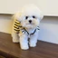 Mùa Hè Thú Cưng Đầm Quần Áo Cho Chó Mùa Hè Mỏng Phong Cách Teddy Bichon Pomeranian Yorkshire Chó Nhỏ Mèo Công Chúa Đầm