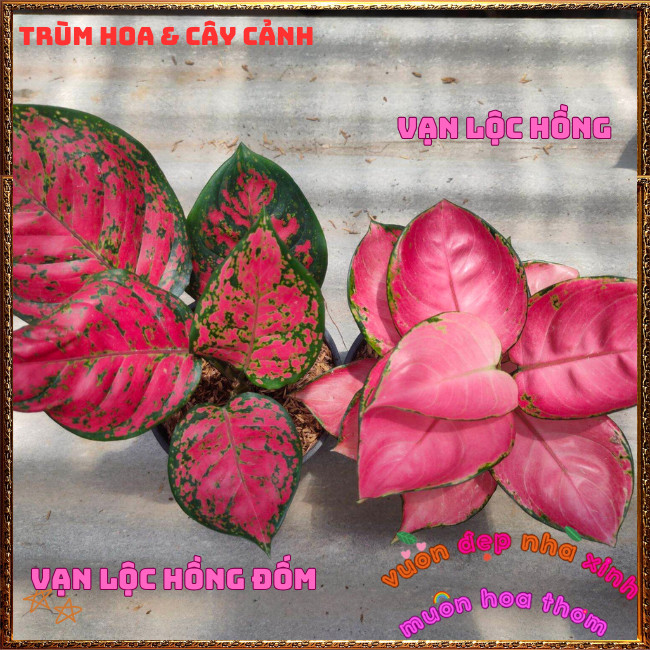 Chậu Cây VẠN LỘC HỒNG ĐỐM trồng trong nhà lọc không khí mang may mắn️📩Hoa Mười Giờ Bonsai & Phụ Kiện