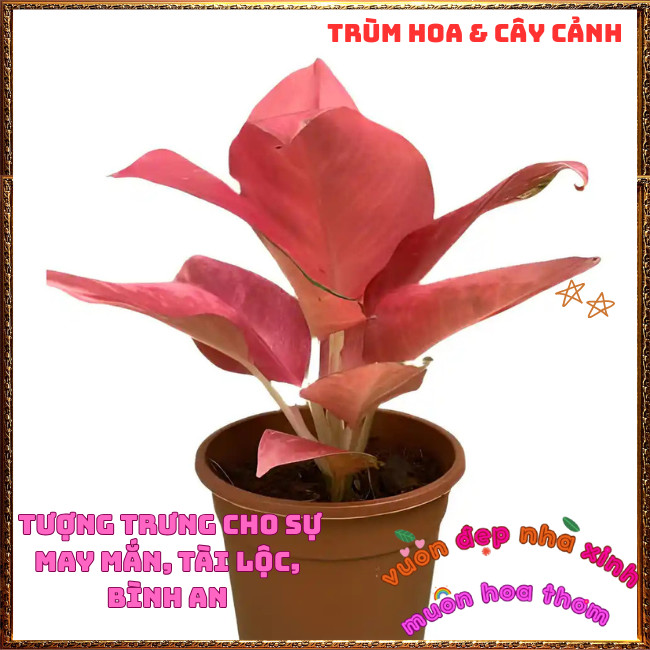 Chậu Cây VẠN LỘC HỒNG trồng trong nhà lọc không khí mang đến may mắn️📩Hoa Mười Giờ Bonsai & Phụ Kiện