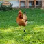 Hen Garden Cọc Trang Trí Sân Ký Động Vật Trang Trí Gà Đất Chèn Sân Nghệ Thuật Cho Trang Trại Sân Sân Ngoài Trời Đường Đi