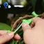 Bộ máy rải Limb 25 chiếc, Máy kéo rải cành cây trái cây để định hình cây, Dụng cụ uốn nhánh mới