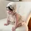 < Honeyba > Hoa Thêu Lưới Vải Ren Hoa Rỗng Mũ Công Chúa Mũ Bé Sơ Sinh Mũ Sinh Nhật Đạo Cụ Chụp Ảnh Đẹp