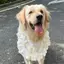 Thú Cưng Yếm Bốn Mùa Chó Nước Bọt Khăn Cho Chó Yếm Lớn Vừa Chó Nhỏ Vàng Retriever Ren Trang Trí Yếm Khăn