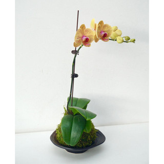 ... Cầu rêu kokedama size 15cm .