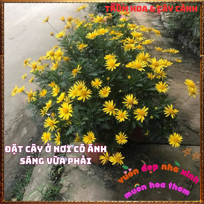 Chậu Hoa CÚC THÂN GỖ vàng rực rỡ nở quanh năm chịu nhiệt dễ trồng ️️🍔TRÙM HOA VÀ CÂY CẢNH