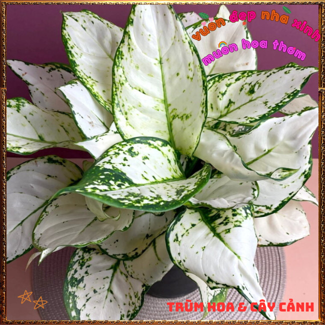 Chậu Cây VẠN LỘC TRẮNG trồng trong nhà lọc không khí mang đến may mắn️📩Hoa Mười Giờ Bonsai & Phụ Kiện