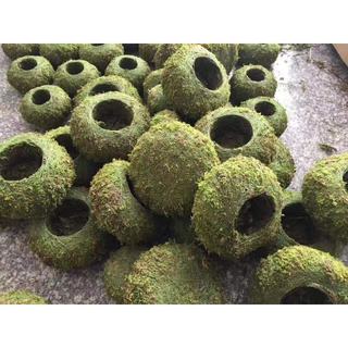 .quả cầu rêu kokedama size 18cm trồng thay chậu
