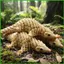 Tượng Pangolin in hình động vật 3D có khớp di động Hình động vật cho bàn làm việc tại nhà Văn phòng trẻ em saixit2vn