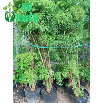 [hỏatốc] Cây Đinh Lăng Lá Trung Cao 1m4-1m6
