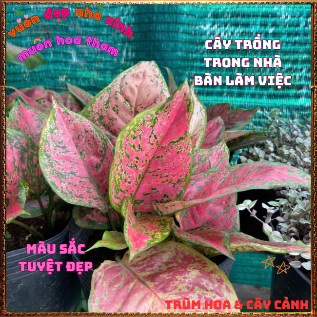 Chậu Cây VẠN LỘC HỒNG ĐỐM trồng trong nhà lọc không khí mang may mắn️📩Hoa Mười Giờ Bonsai & Phụ Kiện