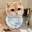 Thú Cưng Dễ Thương Nước Bọt Khăn Mèo Yếm Chó Khăn Chó Con Yếm Thỏ Nơ Ren Bichon Muppets