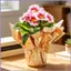 Vỏ chậu cây Giấy 10 miếng Bảo vệ vừa vặn chặt 19.6x19.6Inch Giấy gói chậu cây cho người làm vườn tại nhà mueadsyvn
