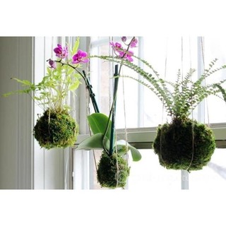 ... Cầu rêu kokedama size 15cm .
