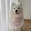 Chó Nước Bọt Khăn Chó Yếm Trung Bình Lớn Chó Mũ Chống Nước Bọt Khăn Chow Satsuma Golden Retriever Arah Yếm