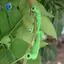 Bộ máy rải Limb 25 chiếc, Máy kéo rải cành cây trái cây để định hình cây, Dụng cụ uốn nhánh mới