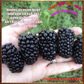 Chậu Cây MÂM XÔI ĐEN chịu nhiệt trái quanh năm PHÚC BỒN TỬ dễ trồng️📜 Hoa Giống Mới Siêu Đẹp, Dễ Trồng