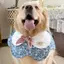 Yếm 2026 Phong Cách Mới Nước Bọt Cánh Hoa Thú Cưng Yếm Khăn Chó Lớn Golden Retriever Chó Trang Sức Dễ Thương