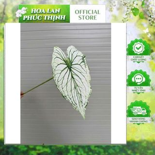 combo 2 Cành lá môn đơn – Thương hiệu Hoa Lan Phúc Thịnh