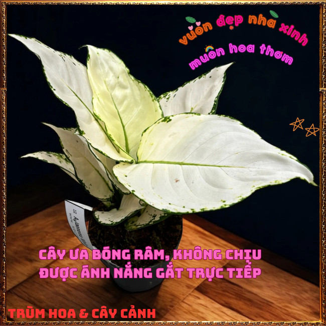 Chậu Cây VẠN LỘC TRẮNG mang may mắn vui vẻ để bàn làm việc, văn phòng️️🍔TRÙM HOA VÀ CÂY CẢNH