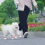Top Dùng Một Lần Cho Chó Booties Cho Chó Mèo 100 Chiếc Chống Thấm Nước Thoáng Khí Cho Thú Cưng Booties Paws Bảo Vệ Dùng Một Lần Cho Chó Chân Cove