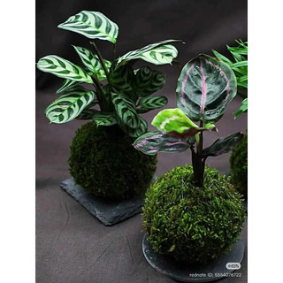 AA A kokedama quả cầu rêu tự nhiên đủ kích thước( làm từ rêu tự nhiên hàng làm thủ công)