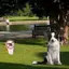 JCSYFAC "No Dog Poop" Dấu hiệu nhựa Không có lỗ chân lông Cảnh báo sân Vườn Cổ phần Cảnh báo chống nước ngoài trời cho chủ sở hữu thú cưng Ngăn ngừa ô nhiễm Mới