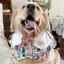 2026 Phong Cách Mới Cho Thú Cưng Nước Bọt Mùa Xuân Mùa Hè Mỏng Phong Cách Chó Golden Retriever Edge Musamo Trang Trí Yếm Dễ Thương Yếm Trang Sức